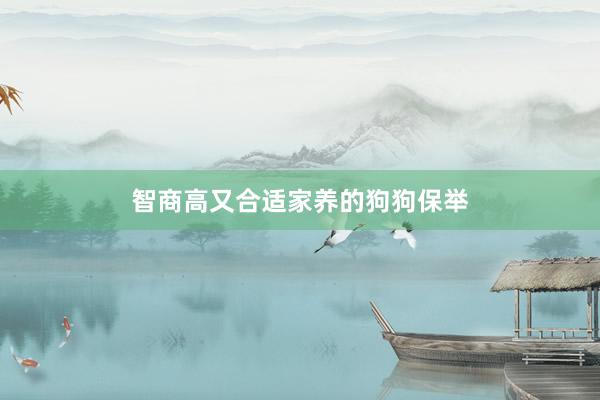 智商高又合适家养的狗狗保举