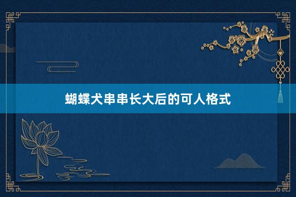 蝴蝶犬串串长大后的可人格式